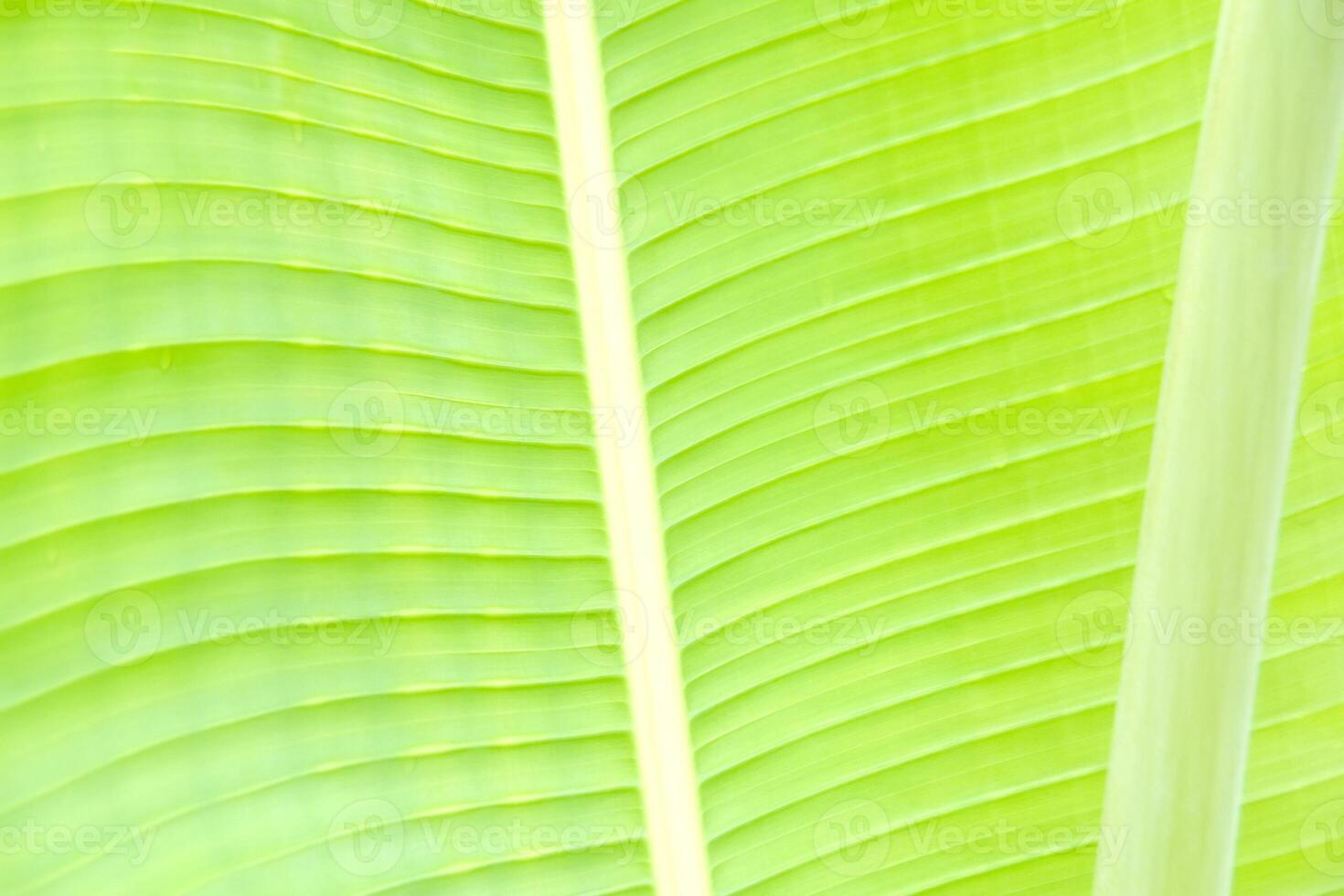 Close-Up of Vibrant Green Banana Leaf with Natural Texture and Sunlight Filtering Through for Nature and Botanical Themes photo
