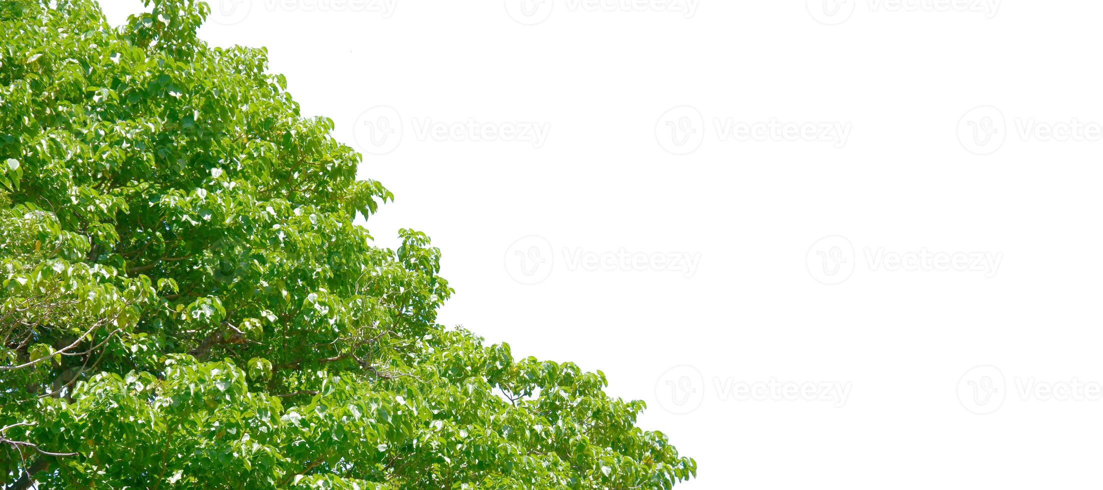 Lush Green Tree Against Clear Blue Sky Capturing the Essence of Nature's Simplicity and Tranquility photo