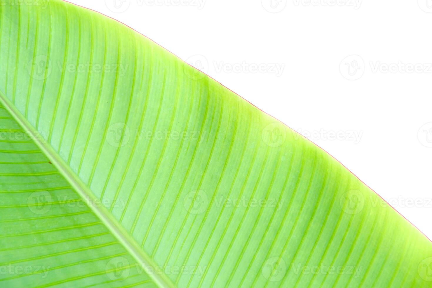 Close-Up of a Vibrant Green Banana Leaf with Detailed Veins on a White Background photo