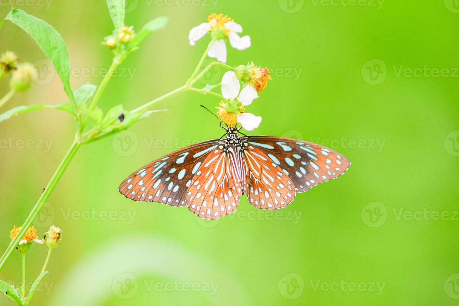 Vibrant Butterfly Resting on White Wildflowers Against a Lush Green Background in a Serene Natural Setting photo