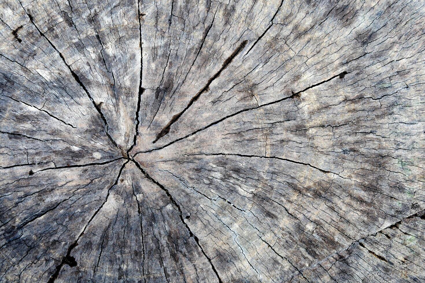 Close-Up of Weathered Tree Stump with Cracks and Rings Showcasing Natural Texture and Aging Patterns photo