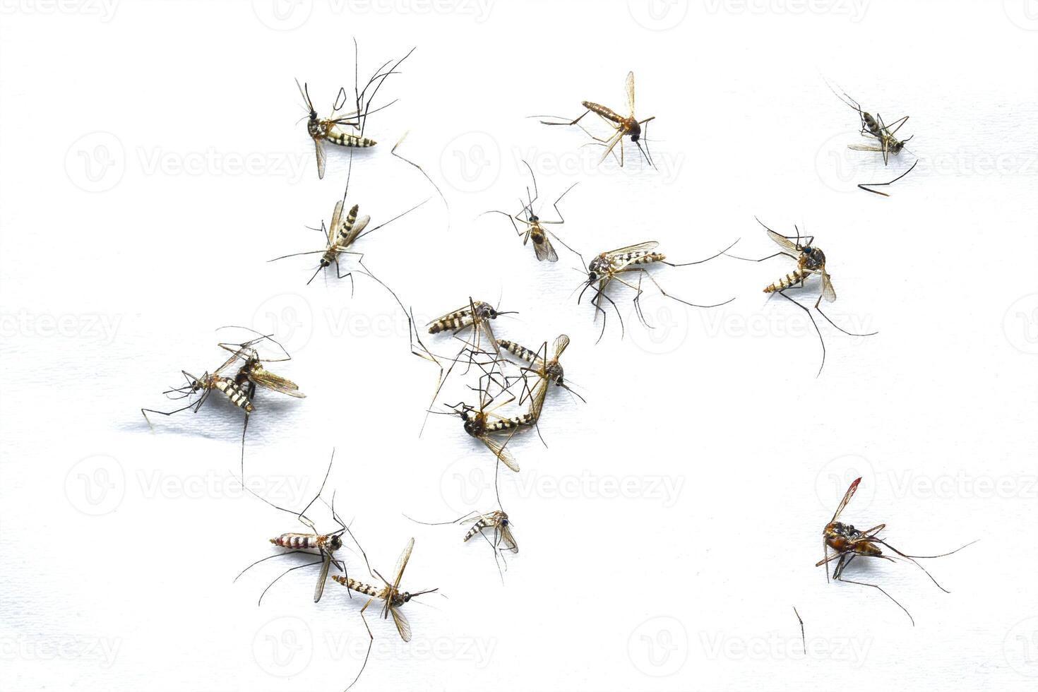 Close-Up of Multiple Mosquitoes on White Background Highlighting Insect Details and Patterns photo