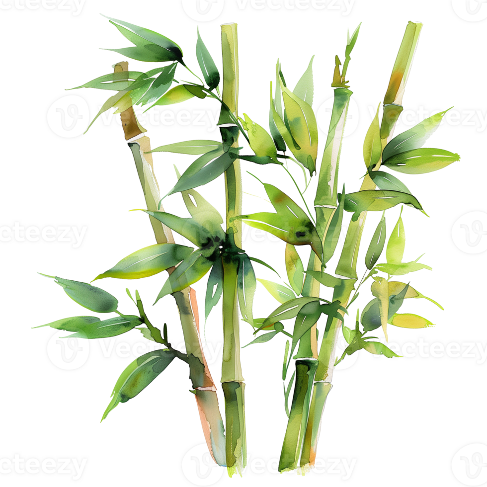 aquarelle La peinture de plante bambou isolé sur transparent Contexte png