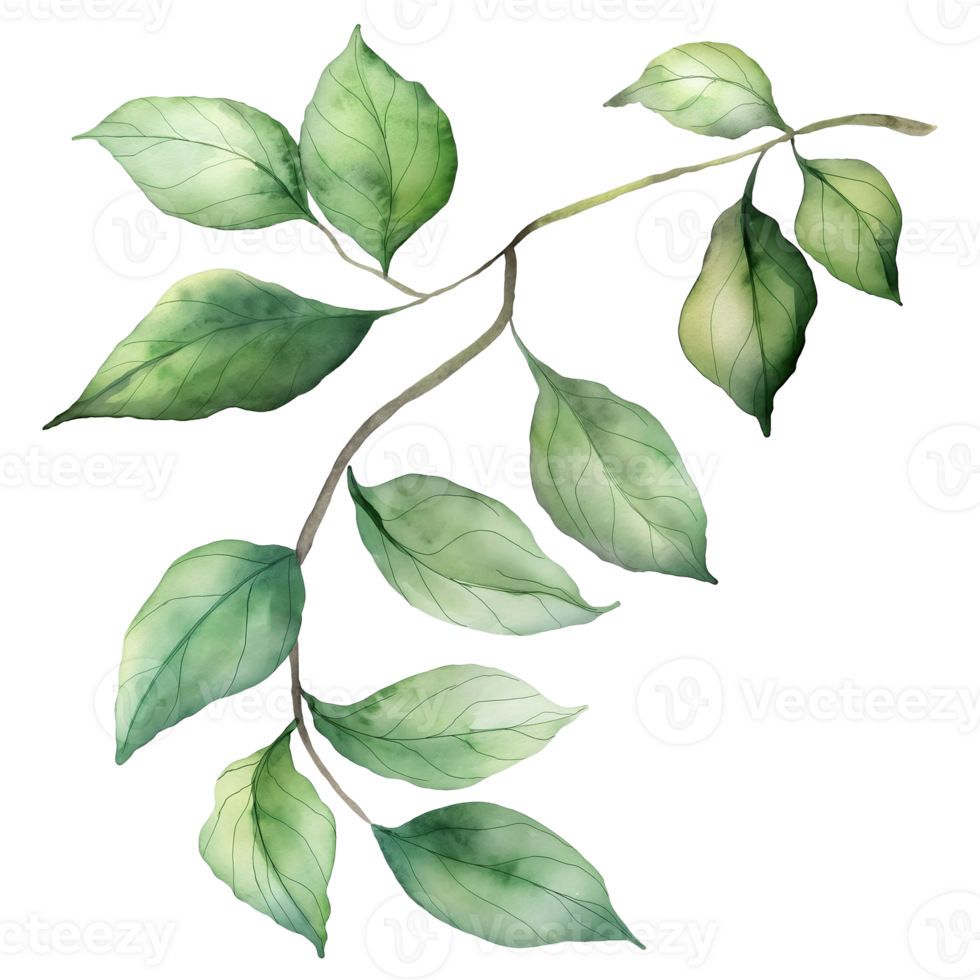 Green leaves with branch in watercolor style isolated on transparent background png