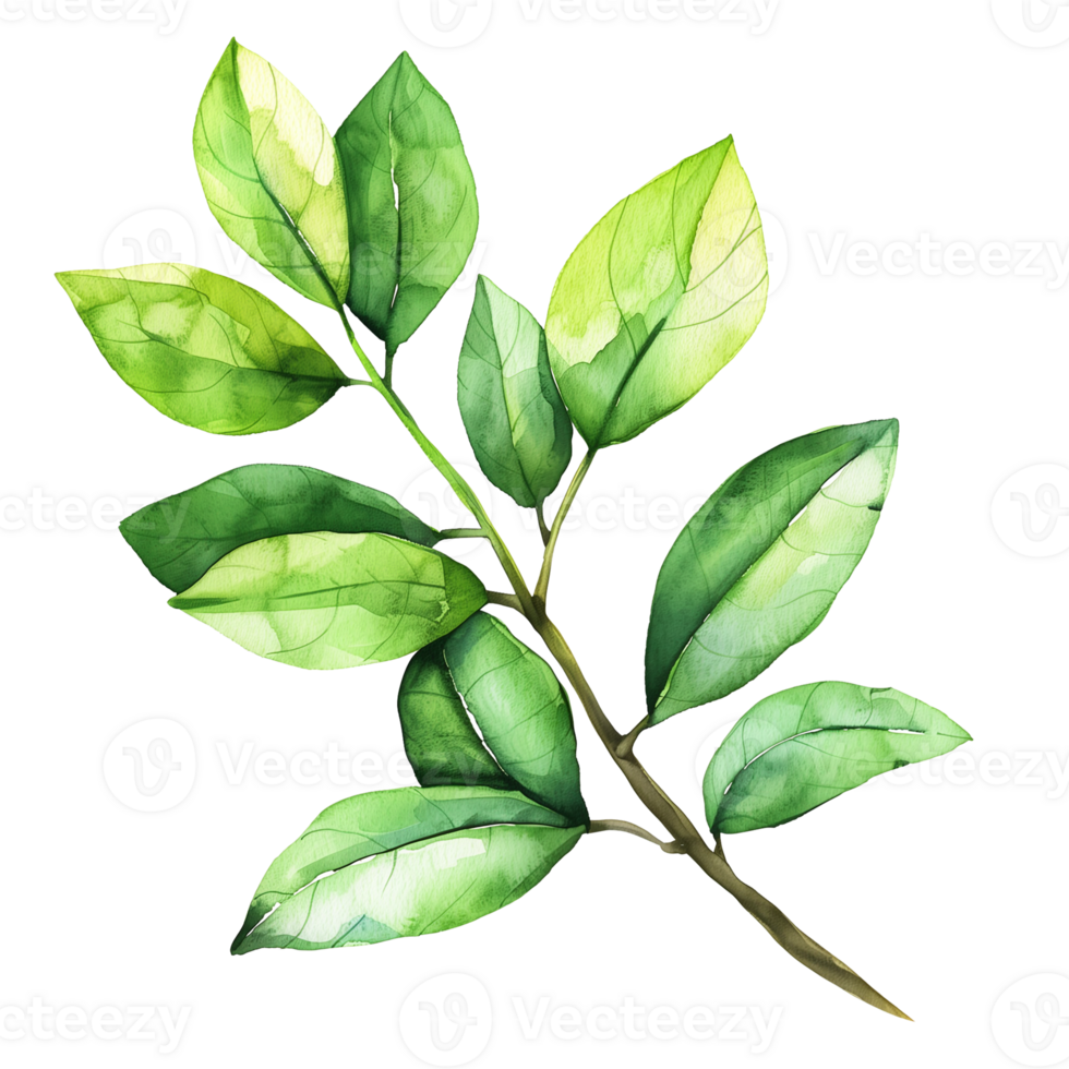 watercolor painting of green leaf branch isolated on transparent background png