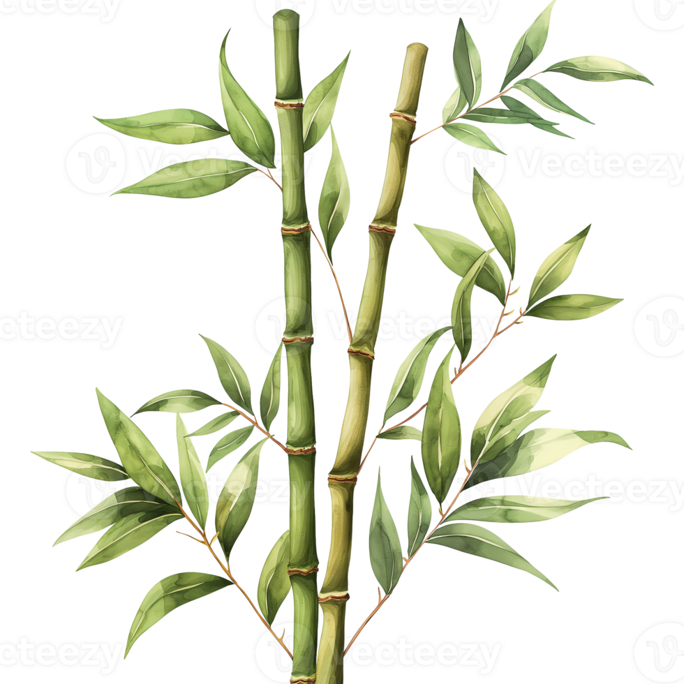 Bamboo with leaf in watercolour style isolated on transparent background. png