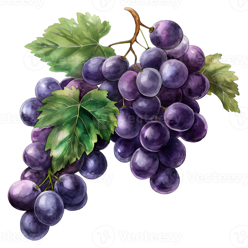 Grapes with leaves in watercolor style isolated on transparent background png