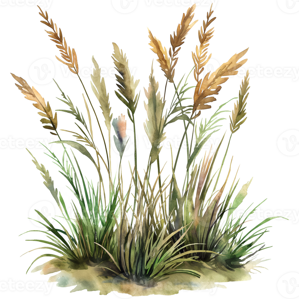 Grass spring in watercolor style isolated on transparent background. png
