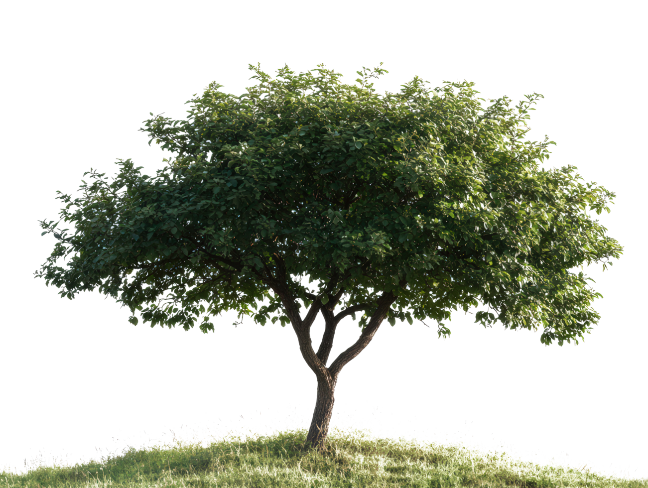 Tree on a hill png