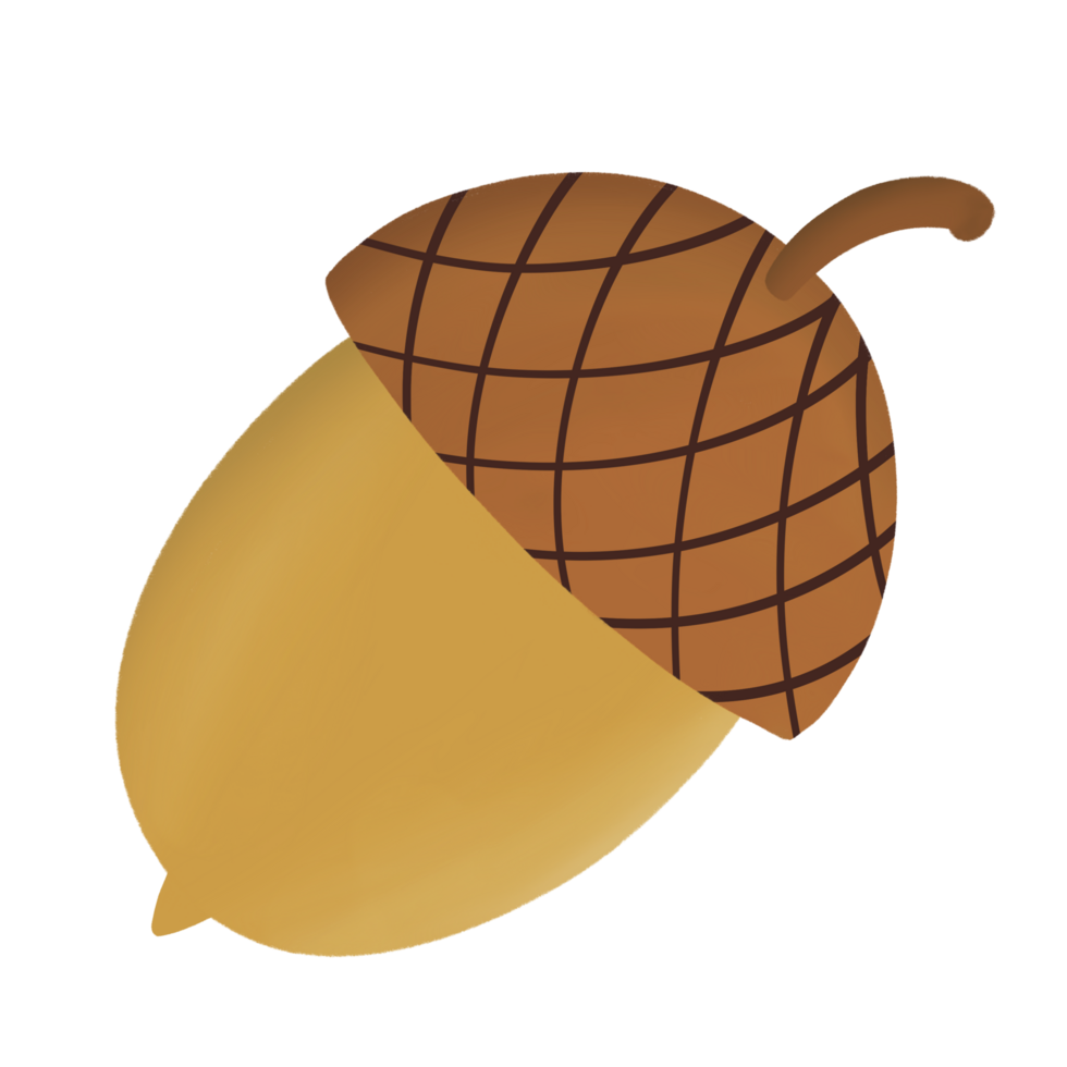 Acorn Oak Tree png