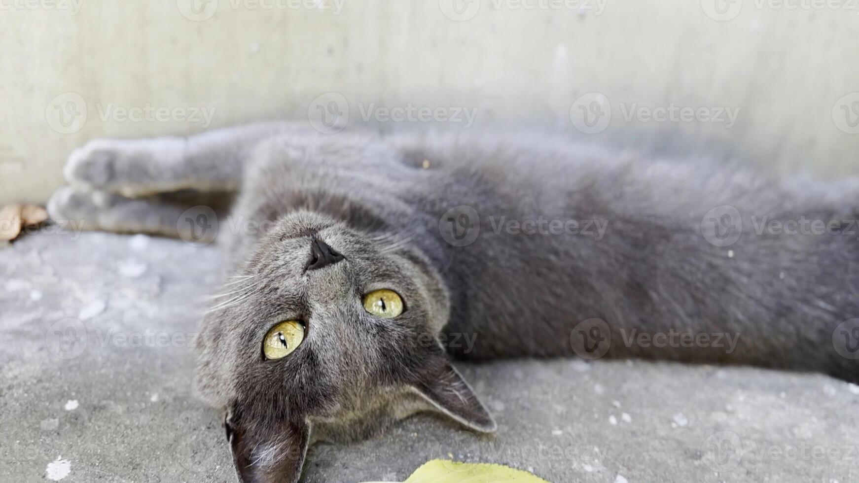 Cute funny kitten lying on back and relaxing at concrete path. Pretty gray kitty looking into camera outside. Beautiful cat resting outdoor. Concept of adorable domestic animal. Close up photo