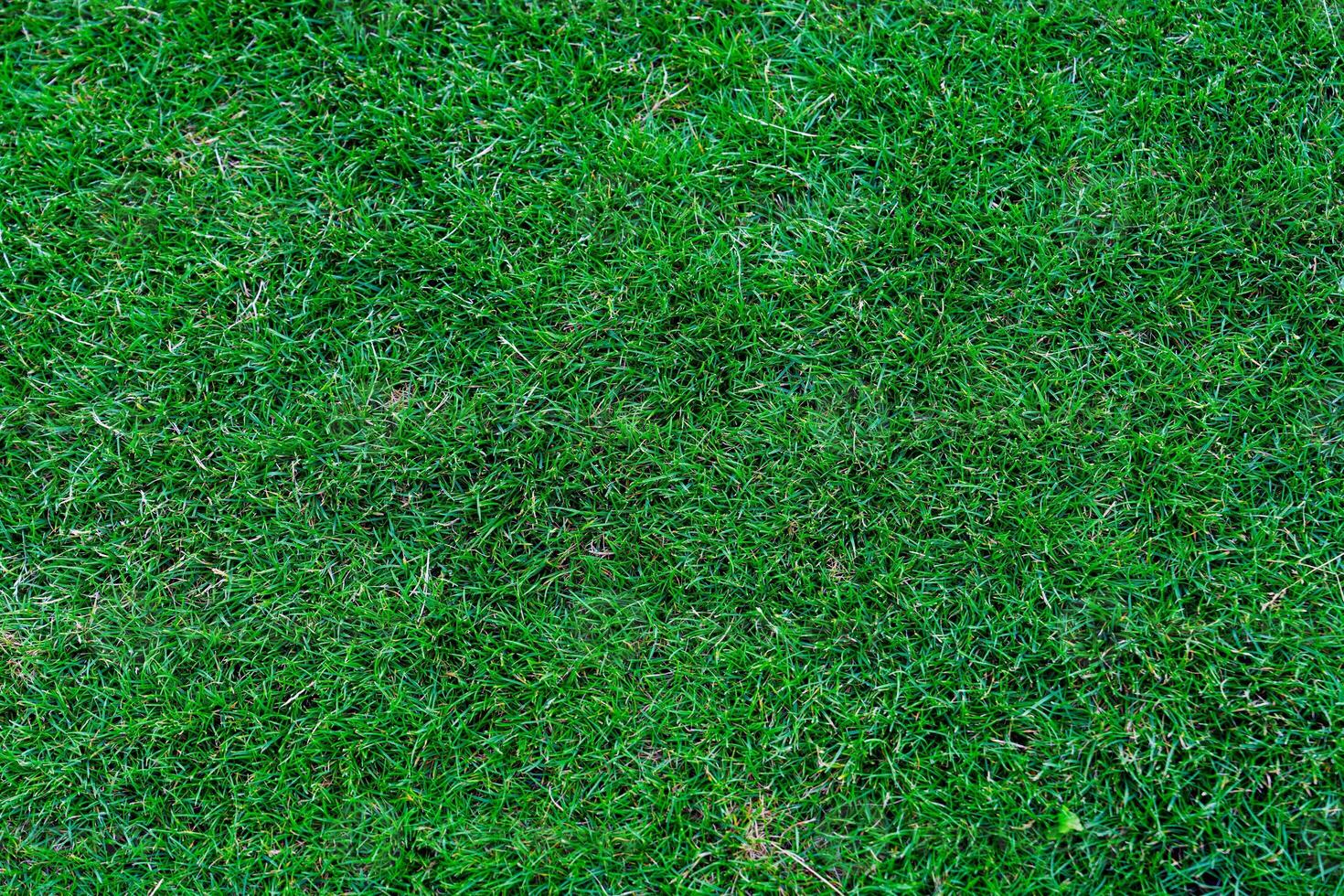 A close-up view of a freshly mowed lawn texture. This vibrant green lawn features a fine texture and evenly cut grass with no weeds or debris, illuminated by morning sunlight and adorned with light dew. photo