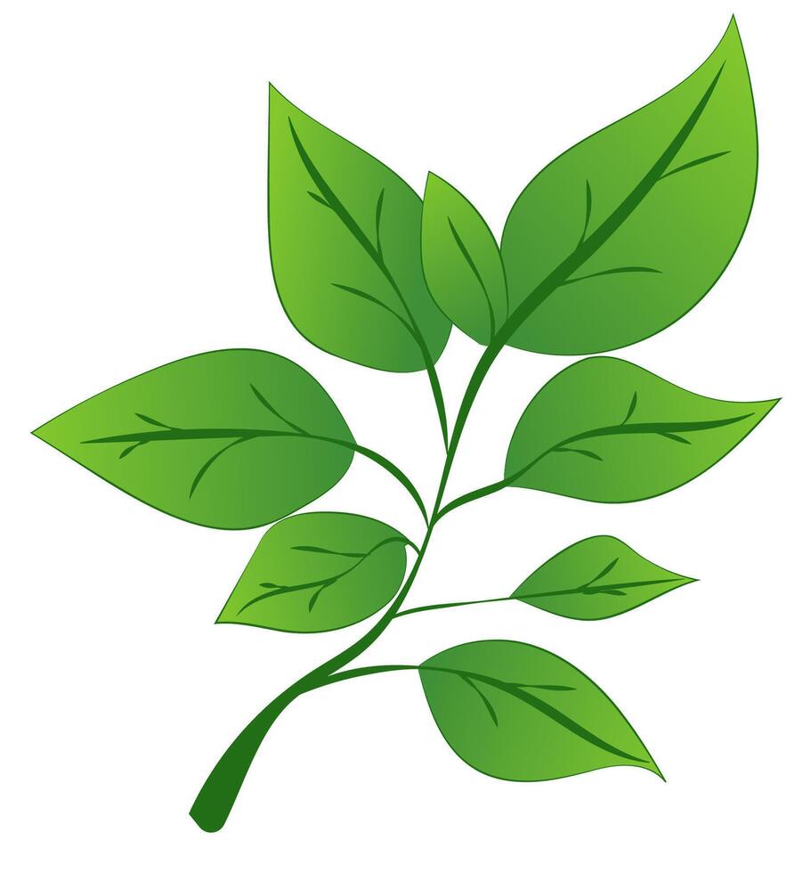 A green leafy branch with detailed leaves, presented in a vibrant graphic style, against a white background. illustration vector