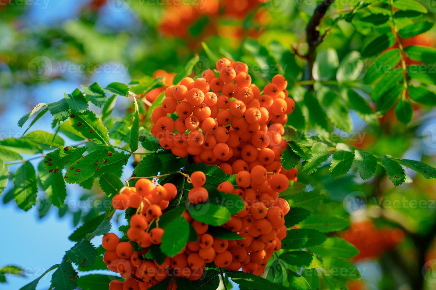 A close-up view of ripe orange rowan berries on a tree branch with green leaves. The shiny berries contrast beautifully with the deep green leaves against a clear blue sky. photo
