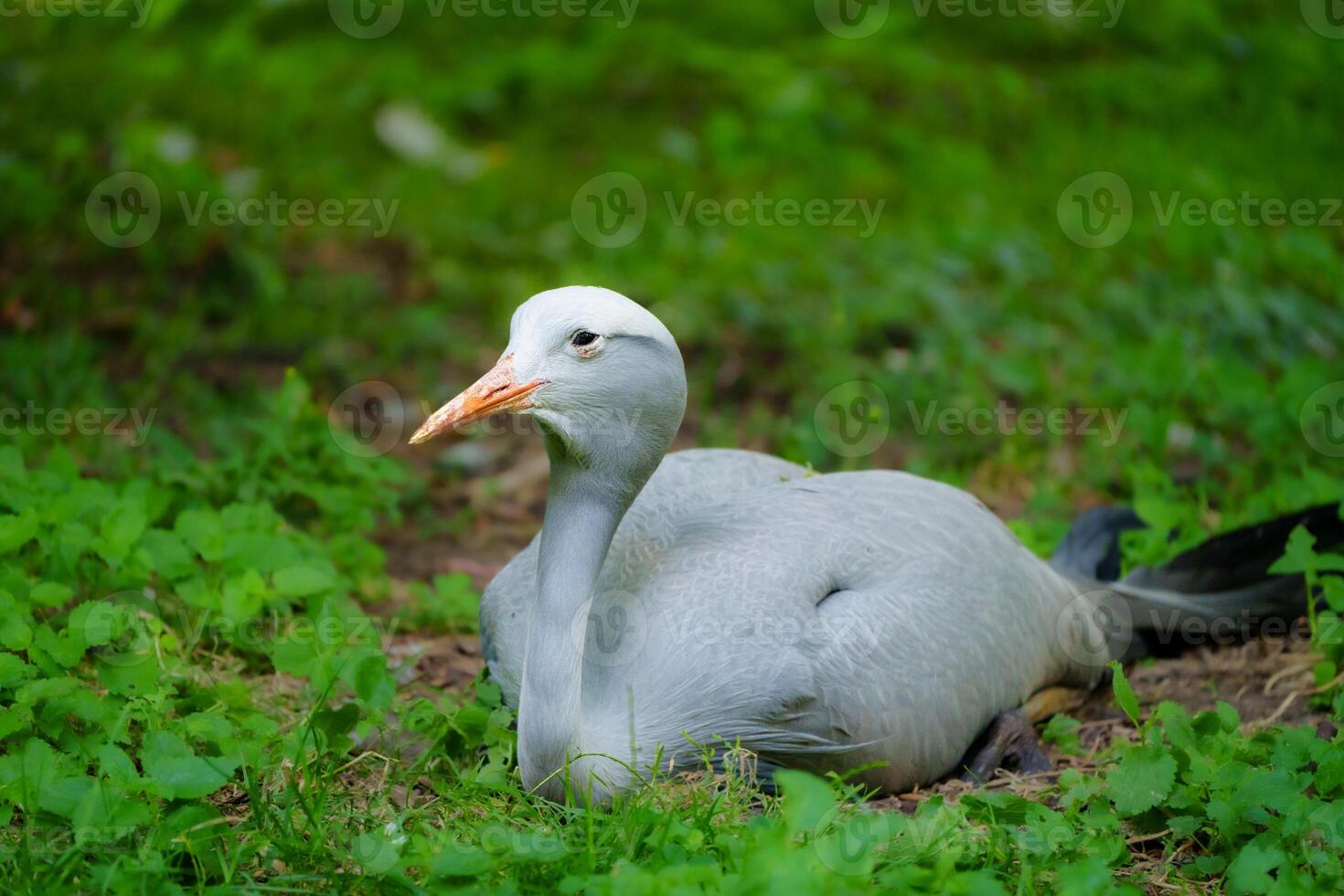 A light gray bird with a long thin orange beak is resting comfortably on the soft green grass, basking in the sunlight. Its feathers are slightly ruffled, indicating a peaceful state, surrounded by nature. photo