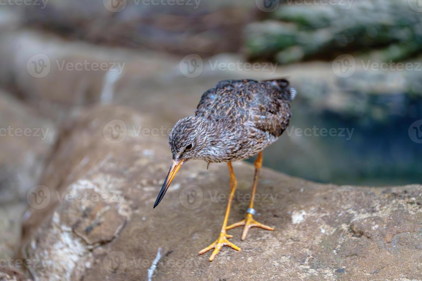 A small cute bird with long yellow legs is standing on a rock near the water. The bird is looking down with its long orange beak. It has light brown feathers with black stripes on its head and back. photo