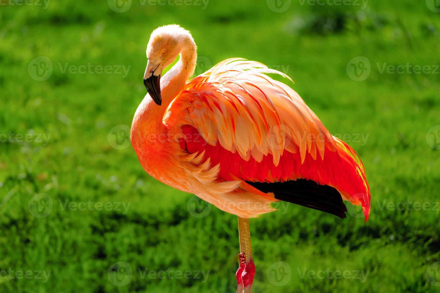 A vibrant pink flamingo stands gracefully on one leg amidst lush green grass, showcasing its stunning red-orange feathers. Perfect for photographers and designers seeking eye-catching images. photo