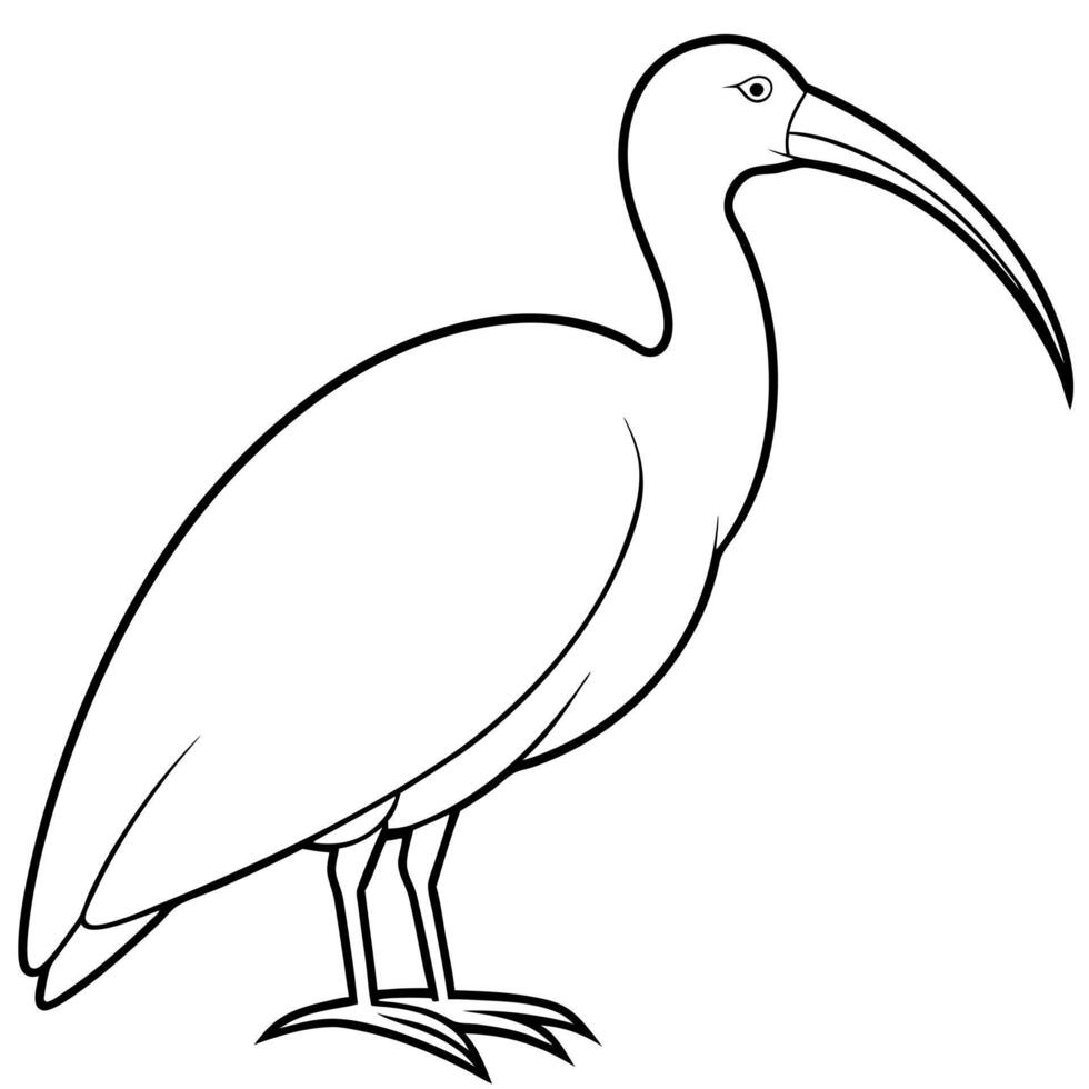 a ibis bird is seating, illustration line art vector