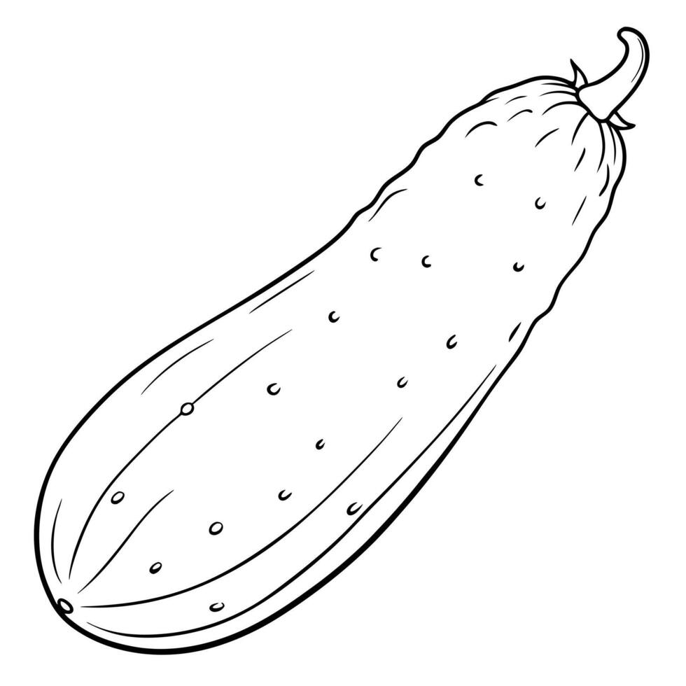 cucumber, illustration line art vector