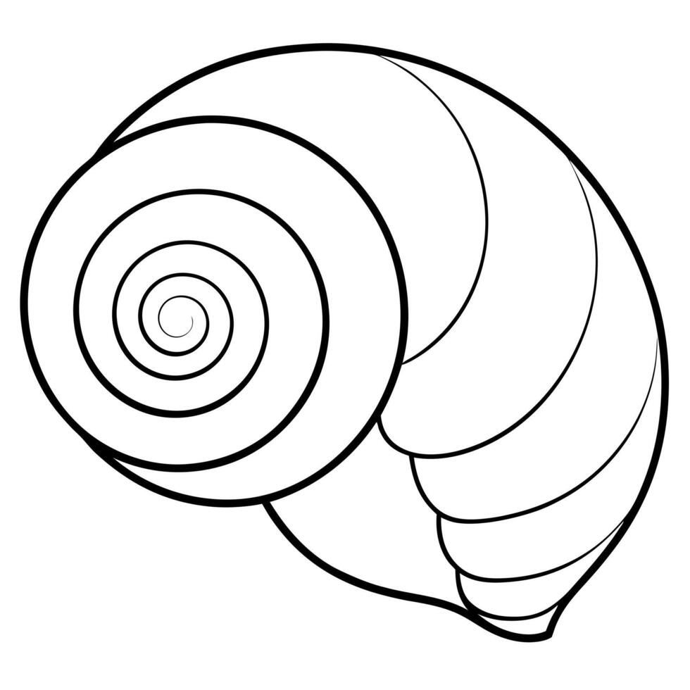 beautiful vertical spiral shell, illustration line art vector