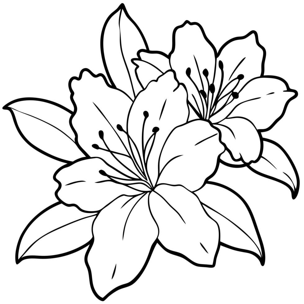 azalea flowers, illustration line art vector