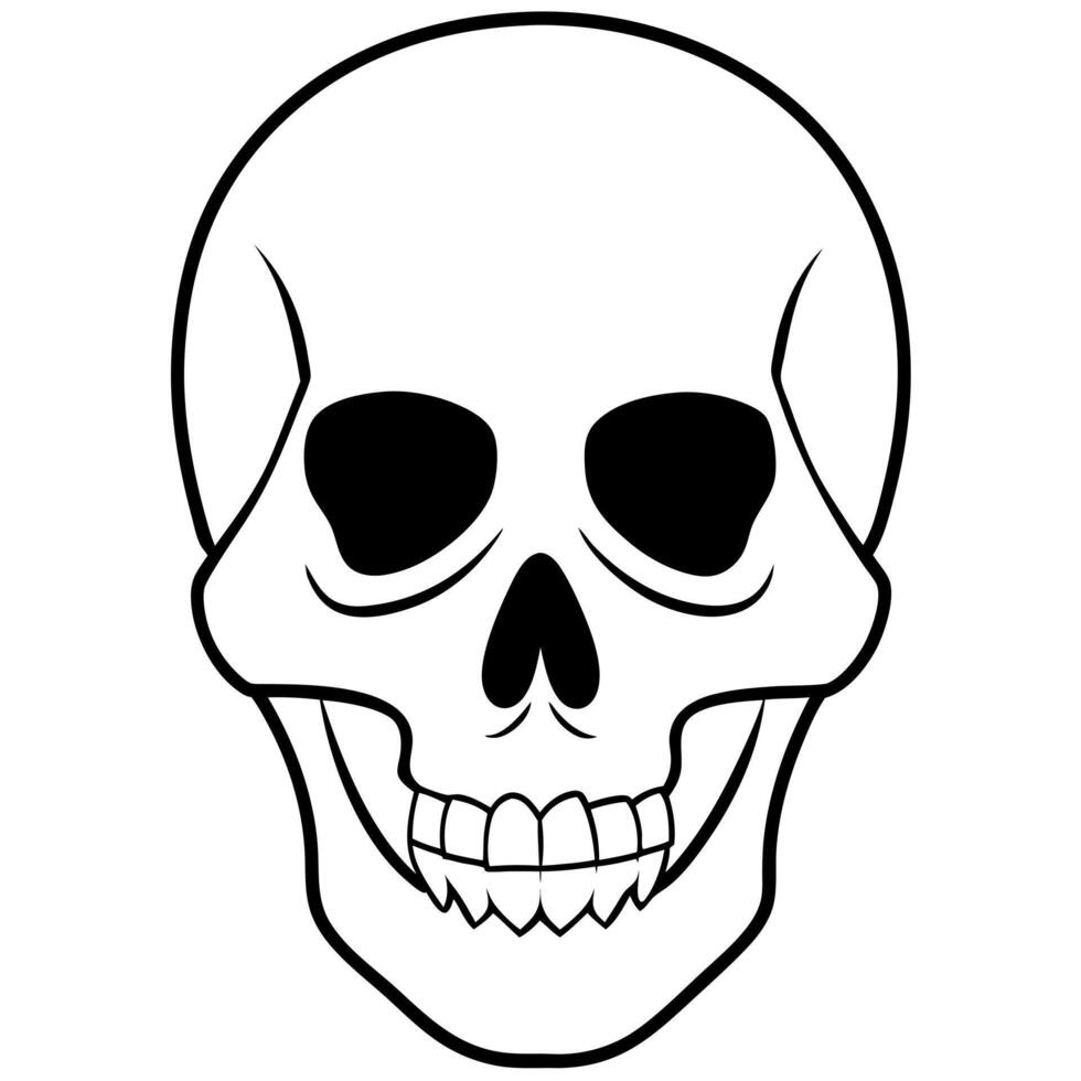 human skull, illustration line art vector