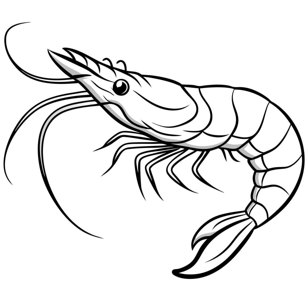 prawn brush stroke line art , white background, illustration line art vector