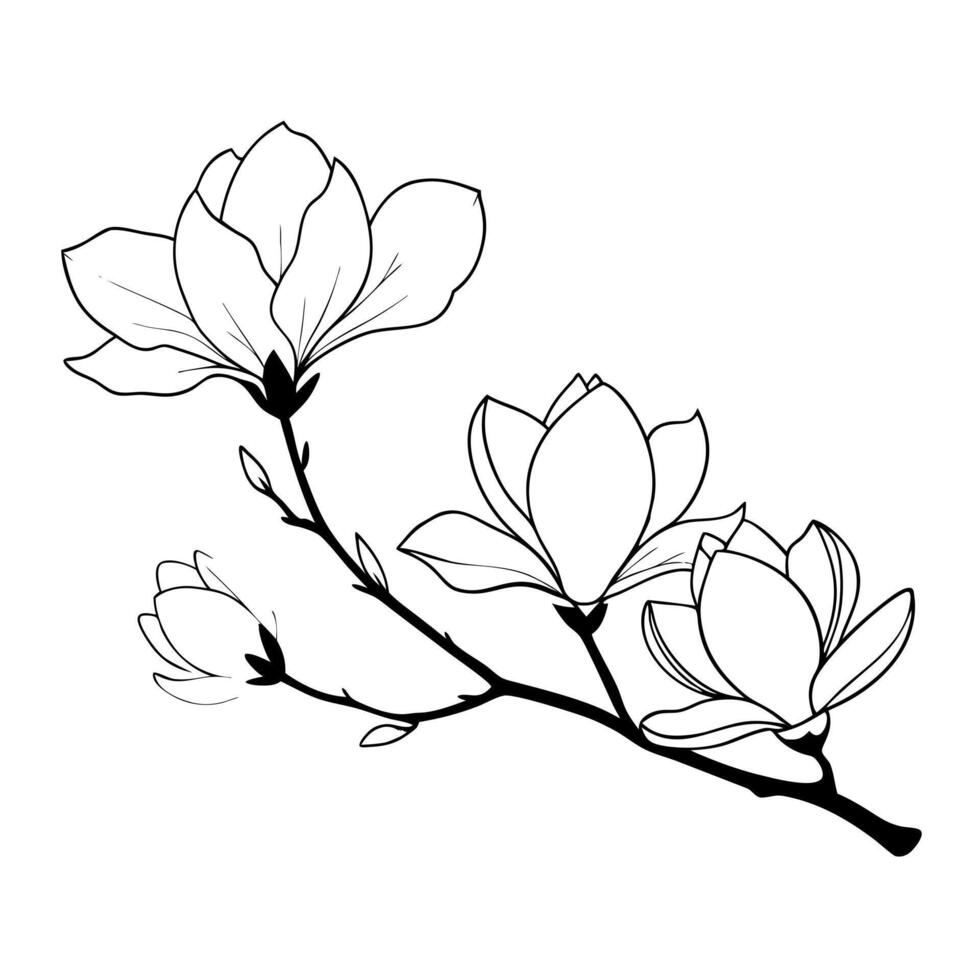 magnolia flowers on a crooked branch, illustration line art vector