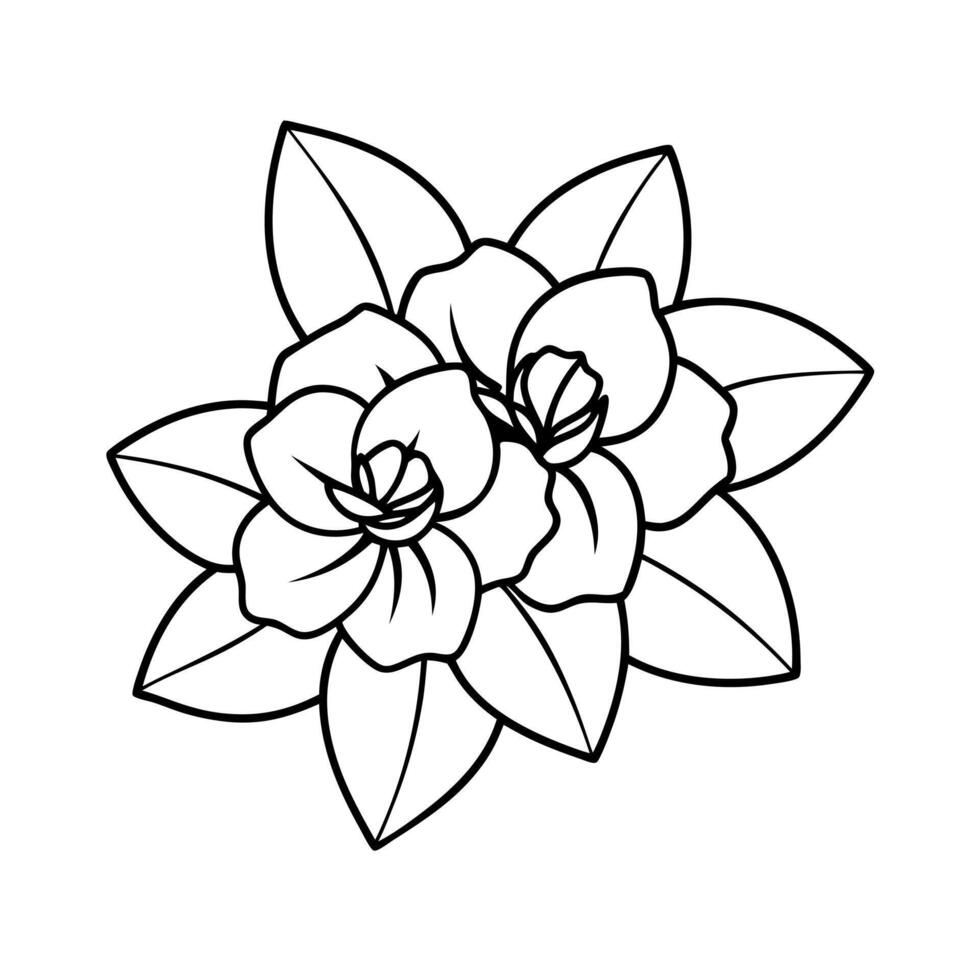 two gardenia together, illustration line art vector
