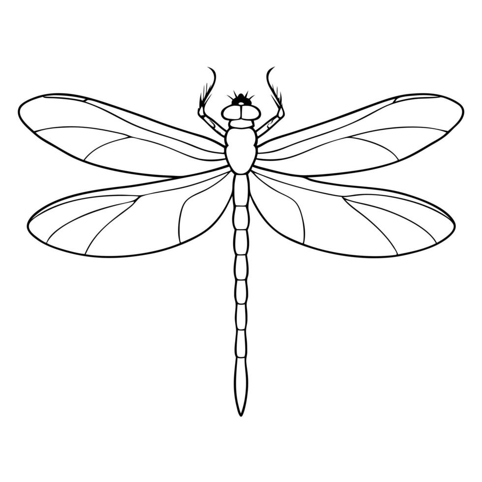 dragonfly, illustration line art vector