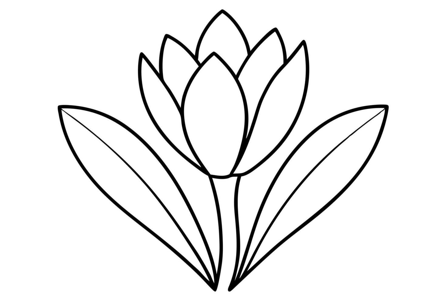 a crocus with two leaves, illustration line art vector
