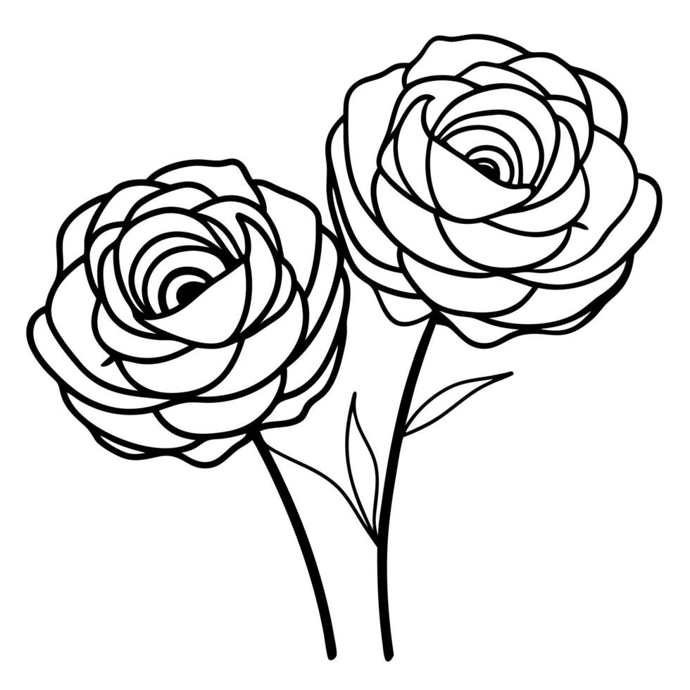 two ranunculus together, illustration line art vector