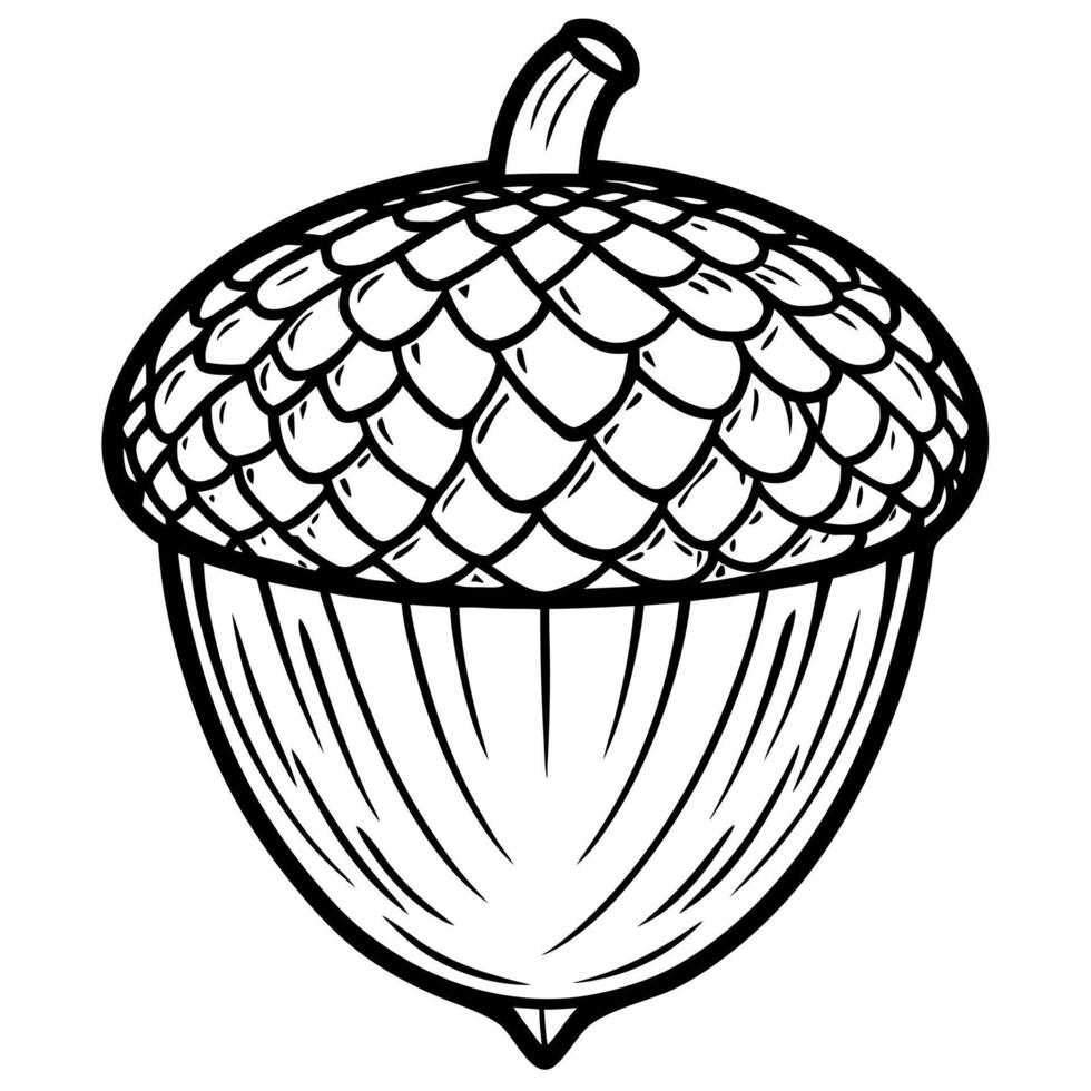 acorns, illustration line art vector