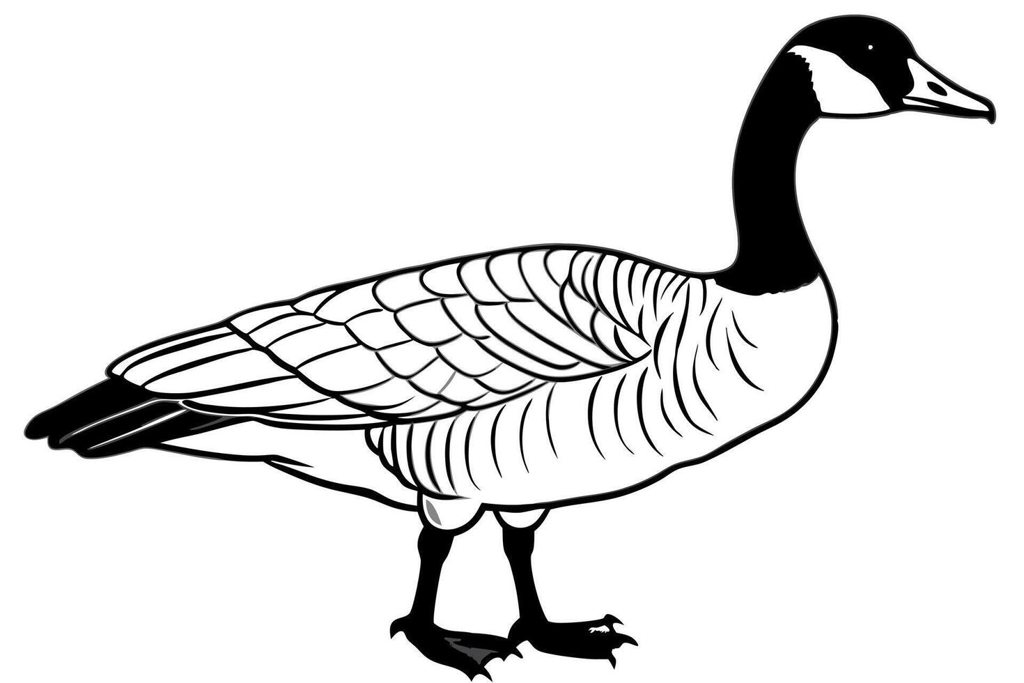 canada goose on white background, illustration line art vector
