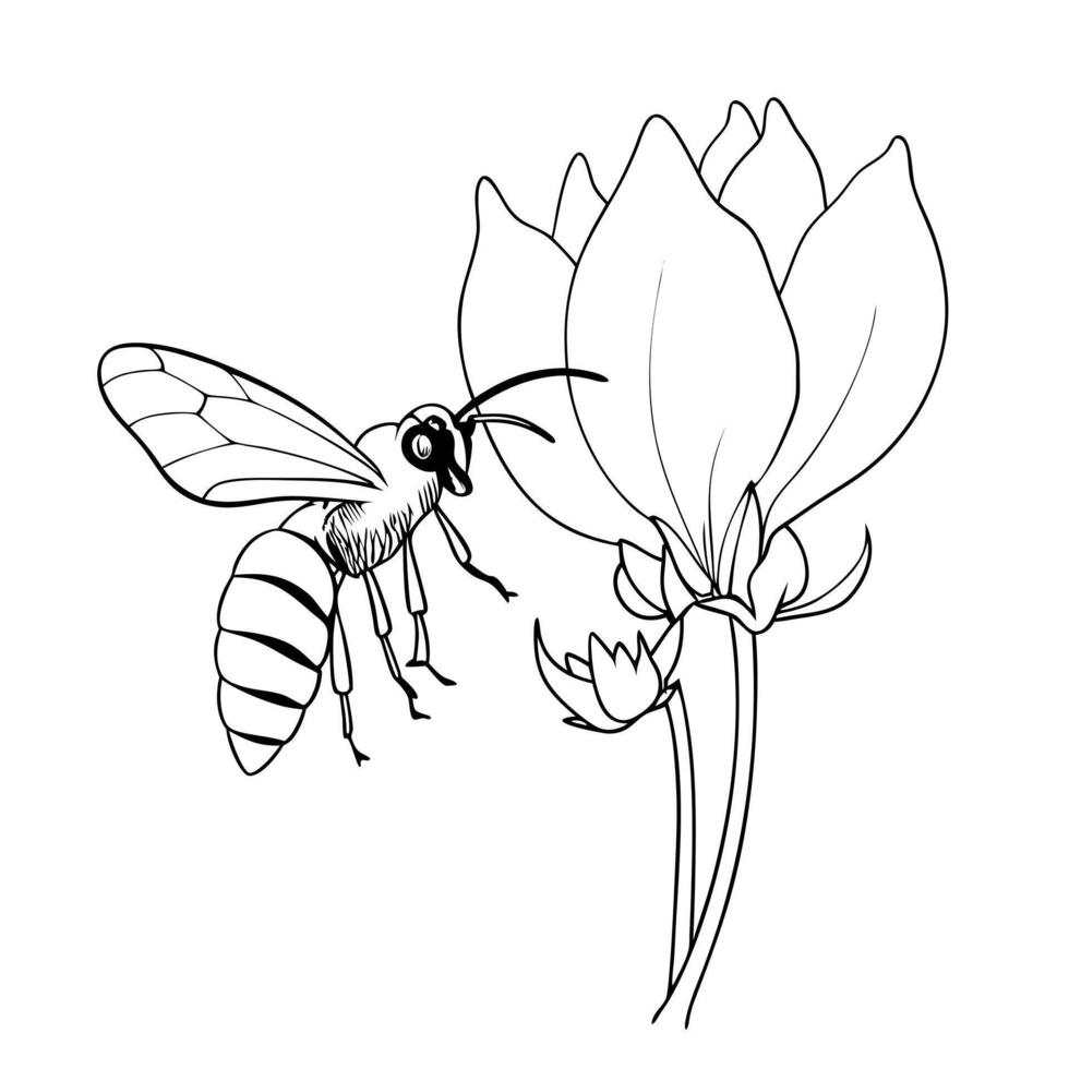 a bee is extracting honey from a cyclamen flower, illustration line art vector