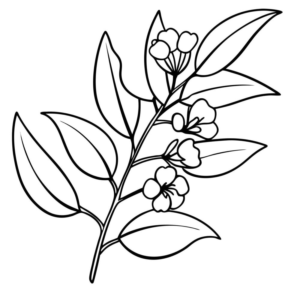 eucalyptus foliage flower, illustration line art vector