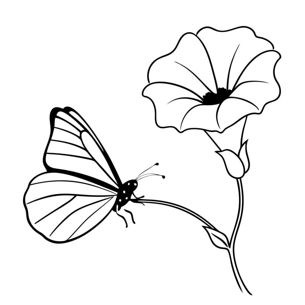 a butterfly is extracting nectar from a morning glory flower, illustration line art vector