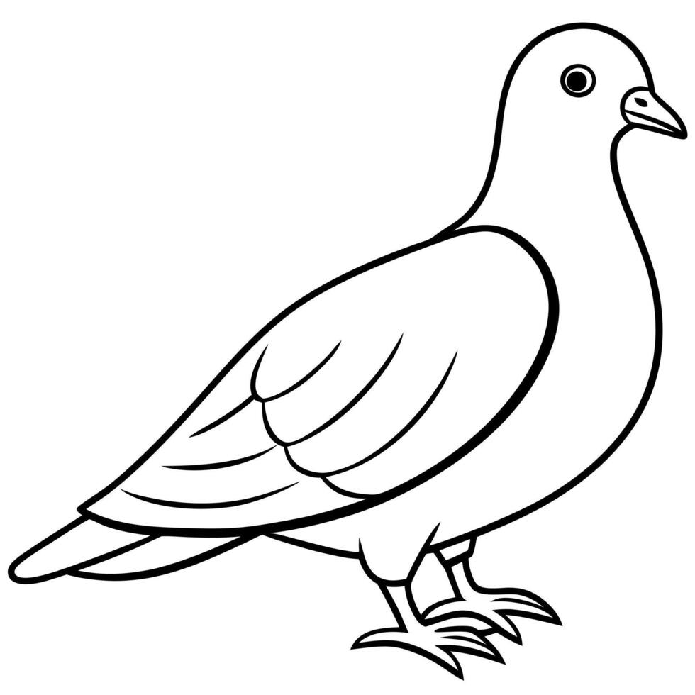 dove bird, illustration line art vector