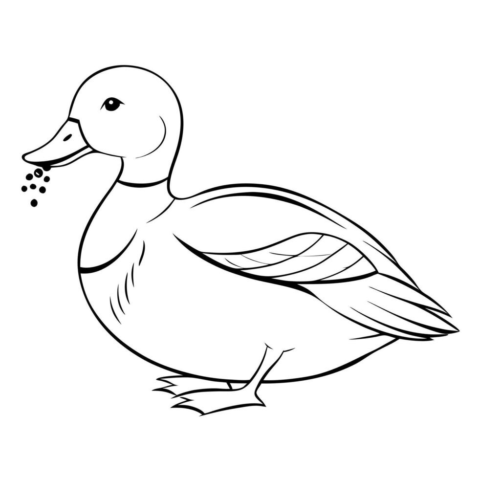 a wigeon bird is eating its food, illustration line art vector