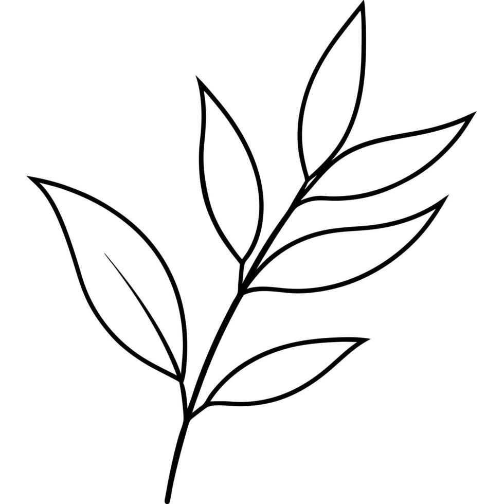 eucalyptus foliage, illustration line art vector