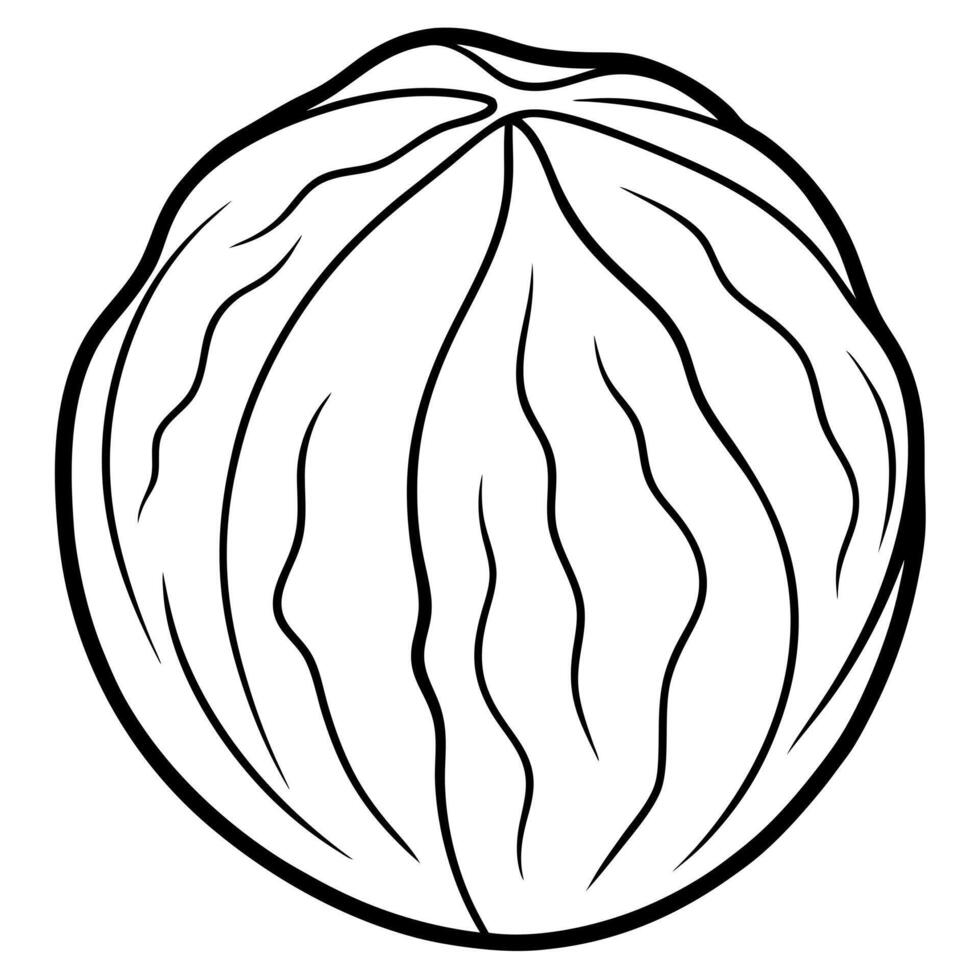 3d rendering of dynamic walnut silhouette beautiful line art, illustration line art vector
