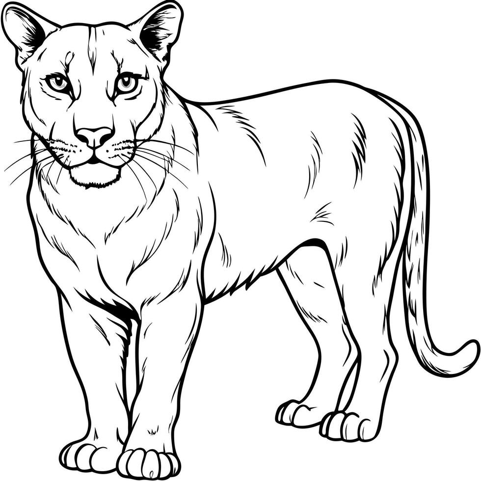 puma, illustration line art vector