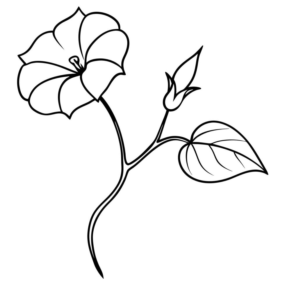 morning glory with a long branch with leaf and buds, illustration line art vector