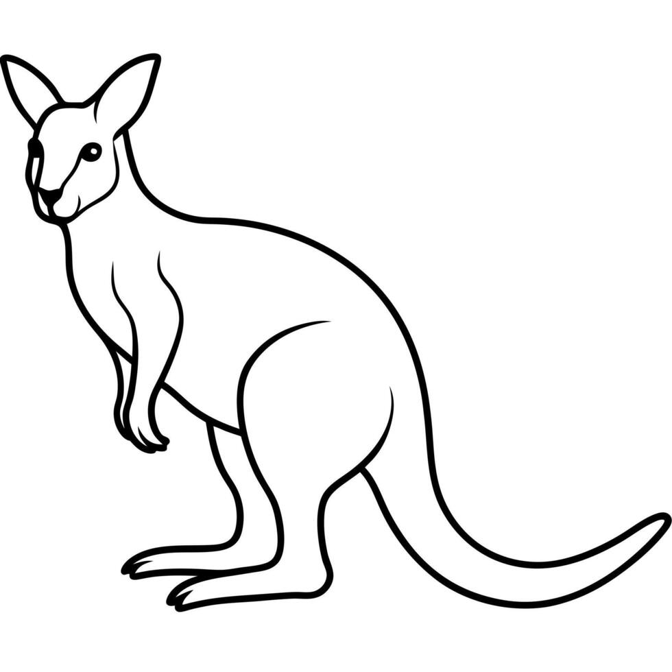 kangaroo, illustration line art vector