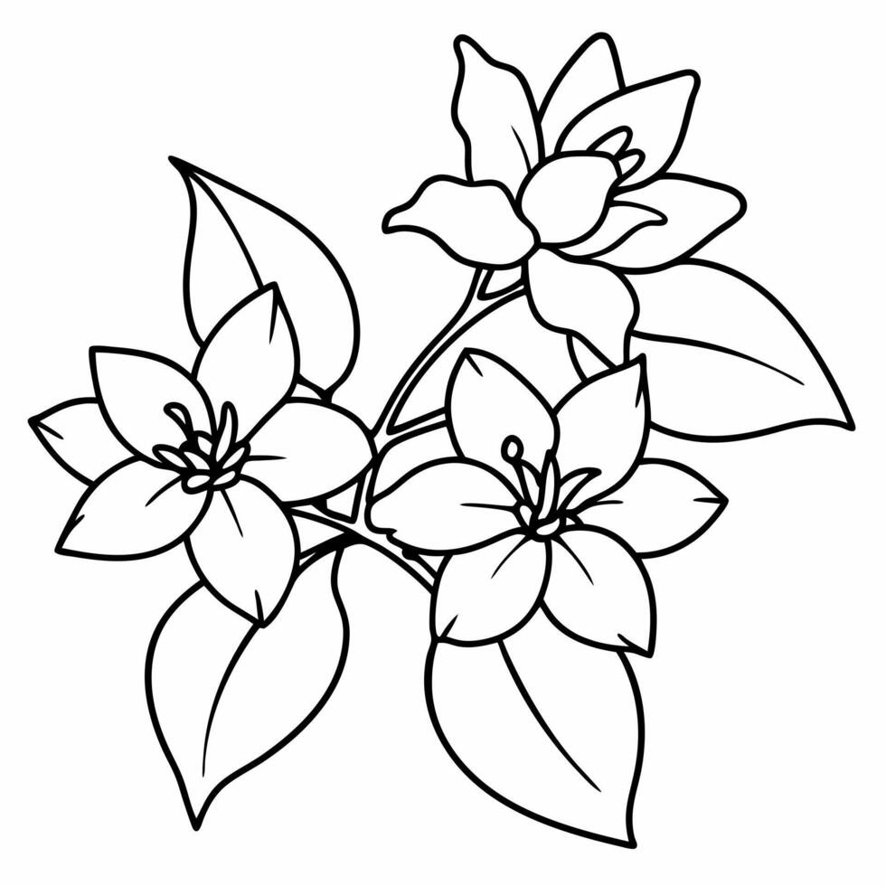 jasmine flowers, illustration line art vector