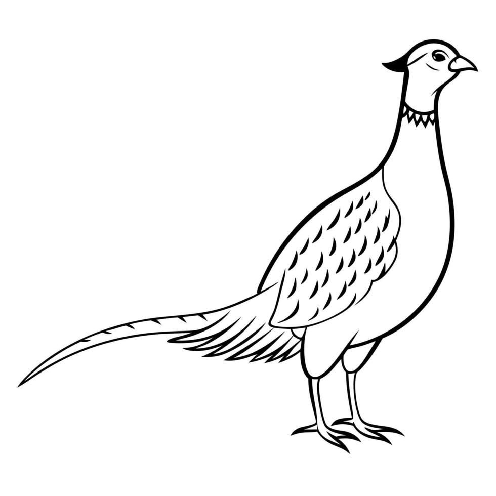 a pheasant bird roar full length line art, illustration line art vector