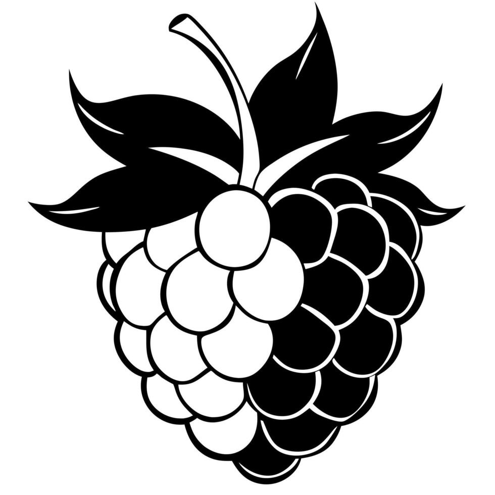 boysenberry, illustration line art vector