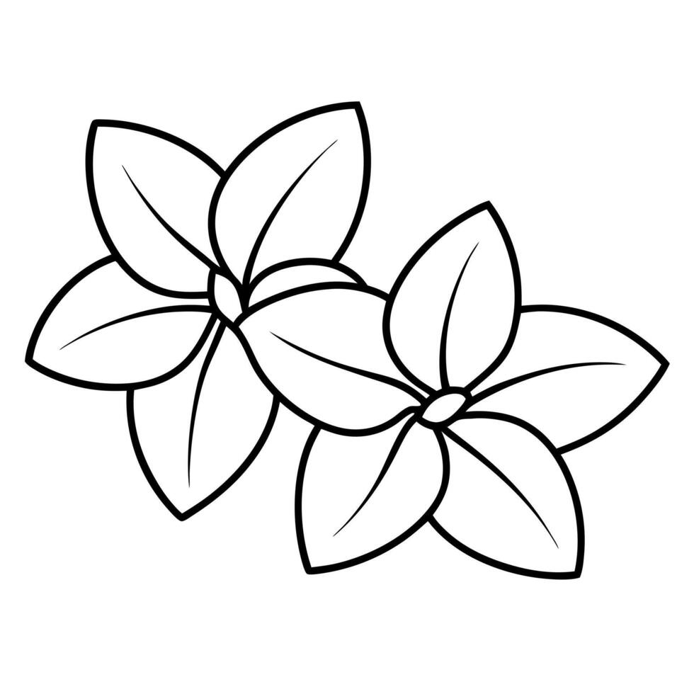 two stephanotis together, illustration line art vector
