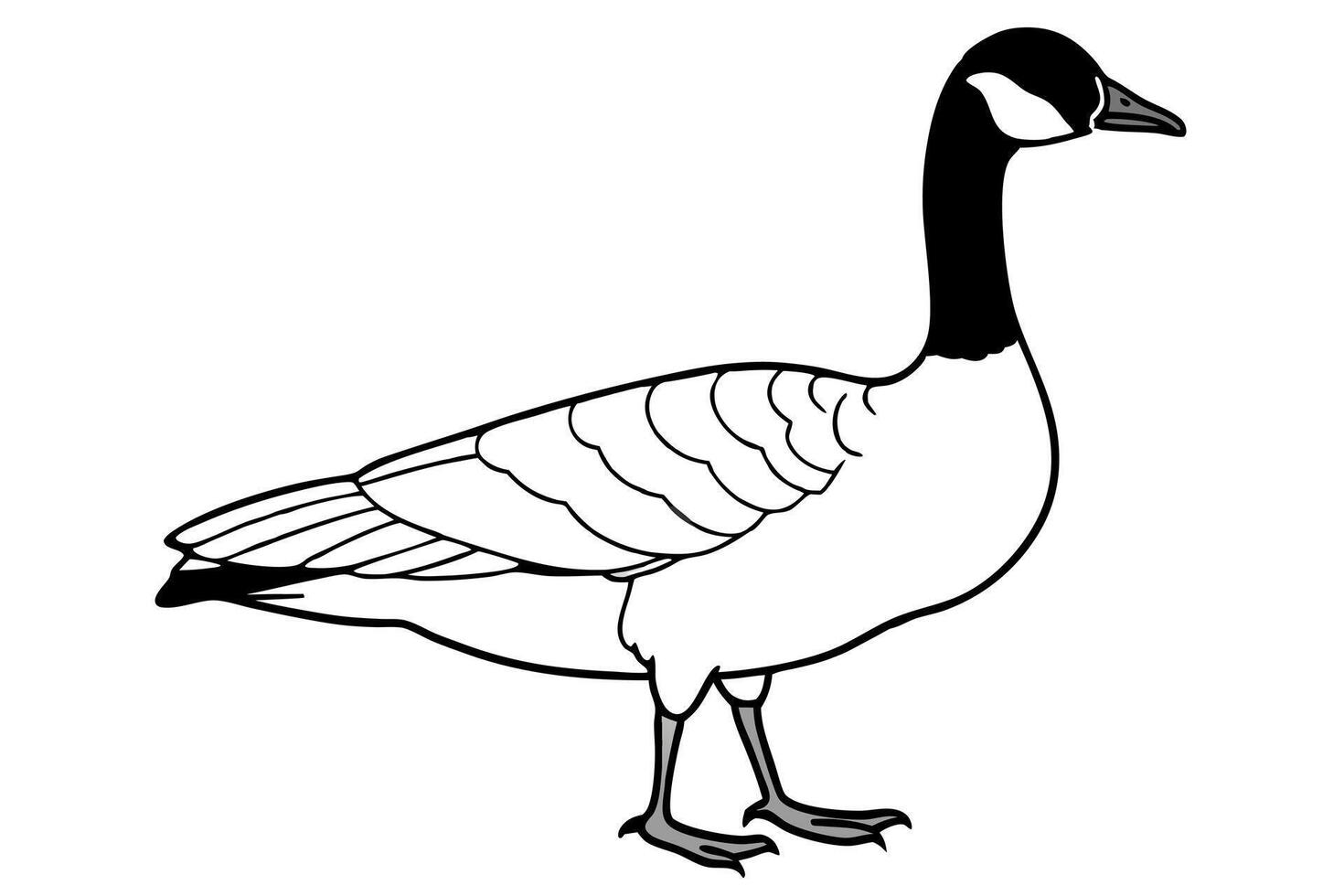 canada goose on white background, illustration line art vector