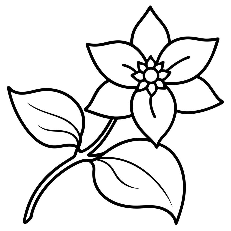 jasmine flower with branch, illustration line art vector